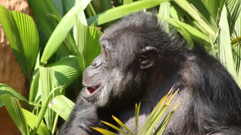 Aos cerca de 50 anos e depois de passar cerca de 40 deles num zoológico, chimpanzé Black resgatado de atividades circenses aguardava no zoo de Sorocaba, sozinho havia 8 anos, o cumprimento da ordem judicial que faria dele o novo morador do santuário na mesma cidade
