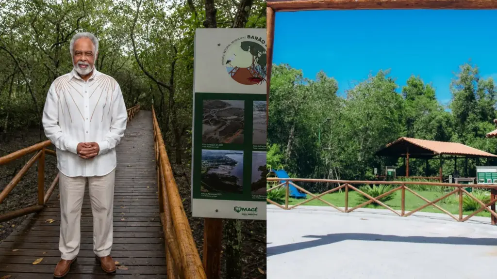 Aos 84 anos, Gilberto Gil dá nome a bosque em manguezal de 113,7 hectares em Magé, onde plantou mudas após vazamento de 1,3 milhão de litros de óleo e hoje vivem 107 espécies de aves