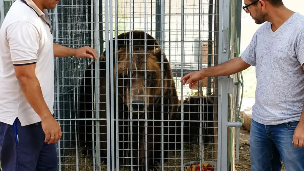 Aos 26 anos e depois de passar pelo menos 14 deles em circos, ursa Kátia resgatada pelo Ibama esperava num zoológico do Ceará sob calor considerado inadequado à espécie a transferência que faria dela a nova moradora do santuário em Joanópolis