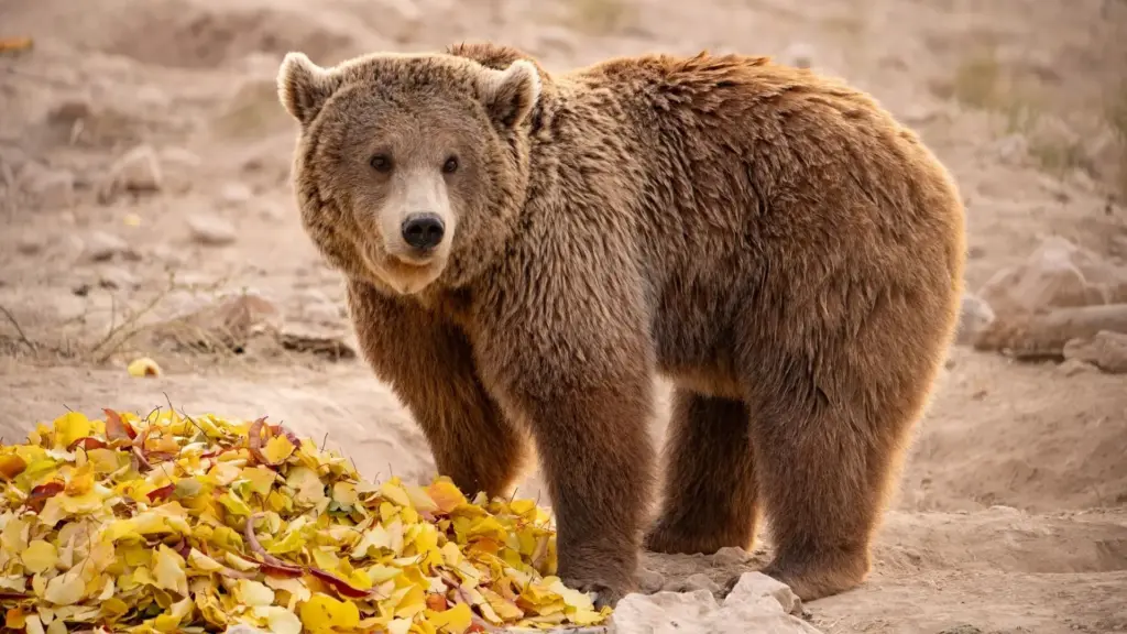 Ursa mantida sozinha em pequena jaula de concreto de resort na Armênia passa anos sem explorar, brincar ou sentir a terra sob as patas, até ser resgatada e levada para um santuário no país, onde passa a viver com outros ursos, recupera os instintos e finalmente demonstra alegria novamente