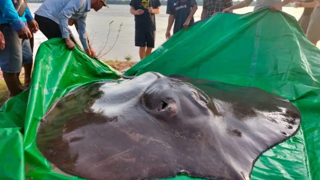 Pescador fisga uma arraia colossal de 300 kg e quase 4 metros no rio Mekong, cientistas precisam de três balanças para pesar o gigante e confirmam o maior peixe de água doce já documentado no mundo antes de devolvê-lo vivo ao rio