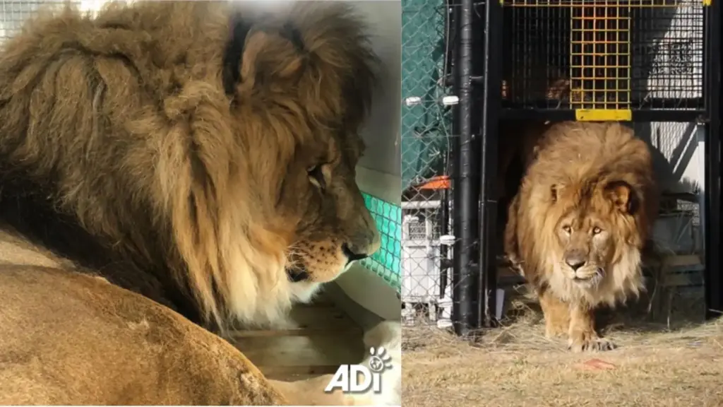 Leão abandonado sozinho após fechamento de zoológico na Armênia passa seis anos sem outros leões, perde o rugido e apresenta dificuldade para andar, até ser levado para um santuário na África do Sul, onde volta a brincar, melhora os movimentos e finalmente começa a rugir novamente com outros animais