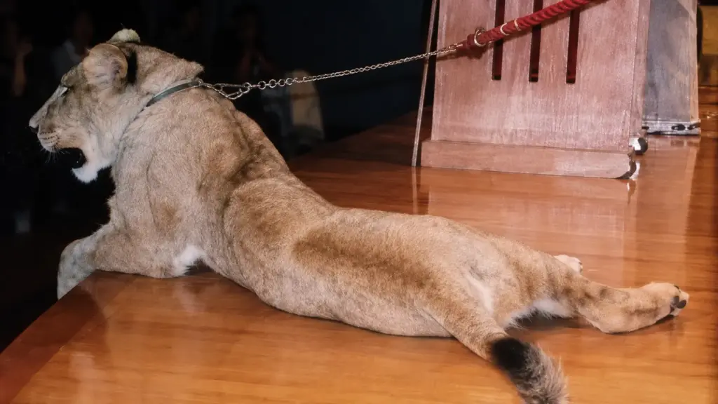 Leoa tem os dedos cortados ainda filhote para impedir que as garras cresçam em circo na Guatemala, passa cerca de oito anos mancando com dor, desenvolve infecção, fibrossarcoma e lesões ósseas na perna, até ser resgatada, receber um implante de titânio na África do Sul e finalmente voltar a brincar sem dor