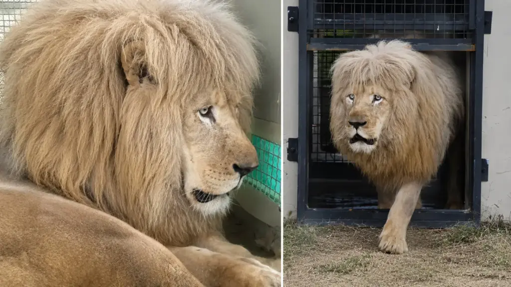 Leão rejeitado pelo próprio pai e mantido sozinho em parque temático passa seis anos sozinho, anda em círculos até deixar rastros de sangue no chão, sofre com isolamento, medo e vive cercado pelo barulho de carrinhos de bate-bate, até ser levado para um santuário na África do Sul, onde ganha 1,5 hectare, recupera a confiança, volta a explorar e finalmente começa a rugir