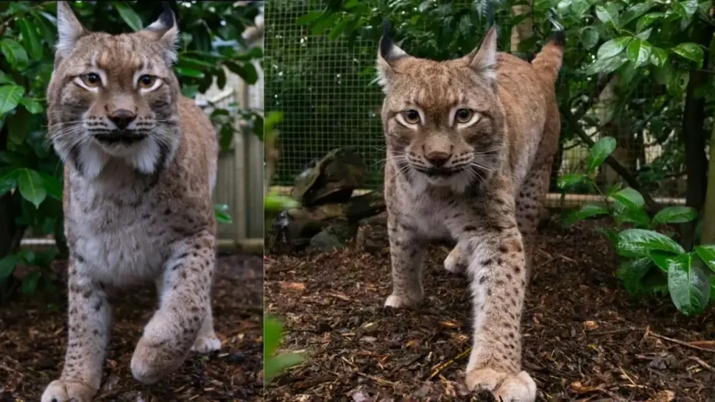 Lince Ursa nasceu em meio à guerra na Ucrânia, foi encontrada ainda filhote vivendo ilegalmente como pet, desnutrida e com infecções intestinais, e sobreviveu a uma jornada de resgate por múltiplos países até pisar em solo britânico pela primeira vez; agora, após campanha de £134 mil, receberá cuidados vitalícios em santuário