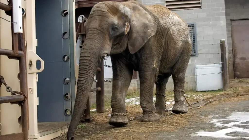 Maggie, única elefanta do Alasca, passa mais de duas décadas em zoológico e, aos 25 anos, é retirada do frio em operação especial com cargueiro C-17, veterinários e caixa feita sob medida, viaja 12 horas até a Califórnia e chega a santuário para viver com outros elefantes