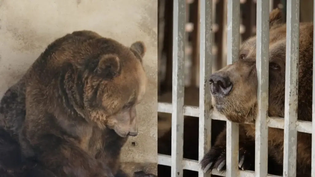 Mantido por mais de 20 anos em uma pequena jaula de concreto ao lado de um restaurante na Albânia para atrair clientes, urso Mark torna-se o último “urso de restaurante” do país, enfrenta 44 horas de viagem até um santuário austríaco e pisa na terra e na grama aos 24 anos