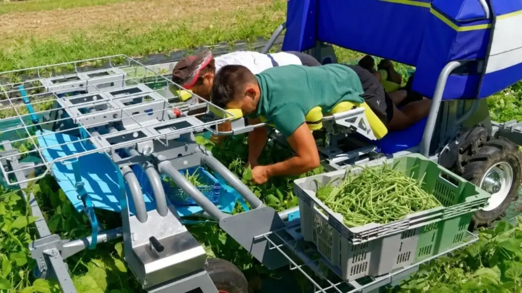 Máquina agrícola permite que trabalhadores plantem, capinem e colham quase deitados sobre os canteiros, usa GPS e câmera para seguir as fileiras, transporta até 12 bandejas e reduz a necessidade de ficar curvado por horas, mas teve a produção encerrada em 2023 Máquina agrícola permite que trabalhadores plantem, capinem e colham quase deitados sobre os canteiros, usa GPS e câmera para seguir as fileiras, transporta até 12 bandejas e reduz a necessidade de ficar curvado por horas, mas teve a produção encerrada em 2023
