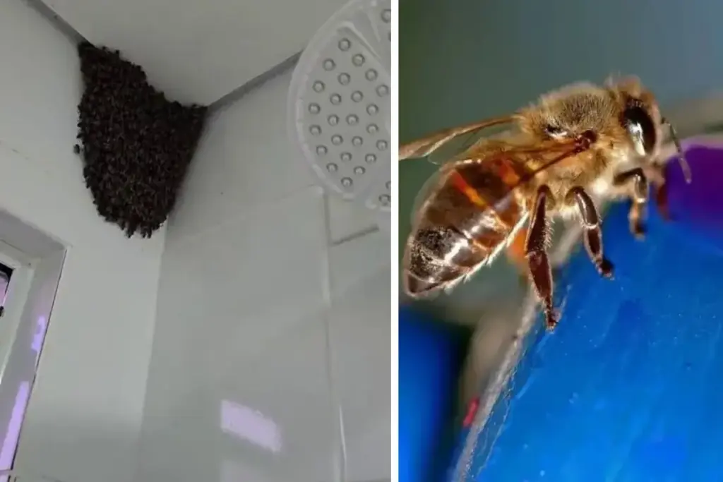 Moradora de 29 anos ouviu um zumbido estranho atrás da persiana durante o home office, abriu uma fresta da porta do banheiro e deu de cara com um enxame de abelhas tomando o teto, e saiu correndo para alertar os vizinhos