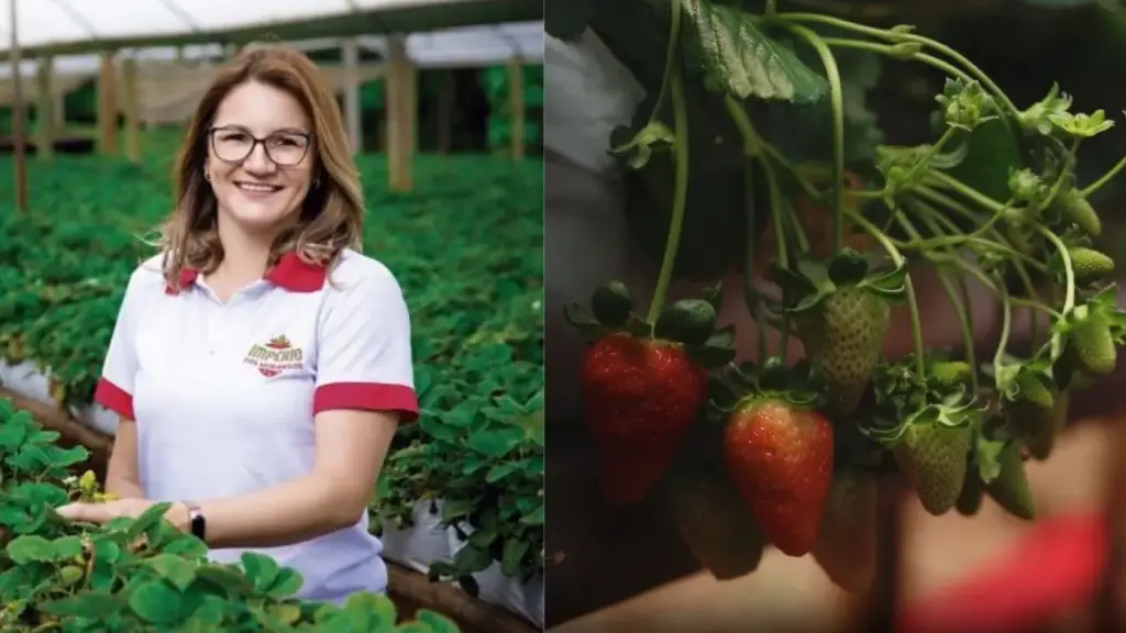 Mulher deixou uma carreira consolidada em São Paulo após 25 anos, voltou ao sítio dos pais no interior do Paraná, trocou a gerência de uma clínica pelo cultivo de morangos e montou 3 estufas com 15 mil mudas, contratando 4 trabalhadores e passando a ganhar mais no campo do que na maior cidade do país