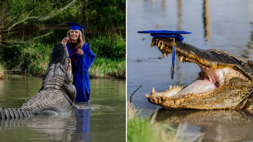 Mulher passou a faculdade inteira cuidando de jacarés e, no ensaio de formatura, vestiu a beca e desceu até o viveiro para fotografar abraçada aos bichos que tratava, e até beijando um deles Mulher passou a faculdade inteira cuidando de jacarés e, no ensaio de formatura, vestiu a beca e desceu até o viveiro para fotografar abraçada aos bichos que tratava, e até beijando um deles