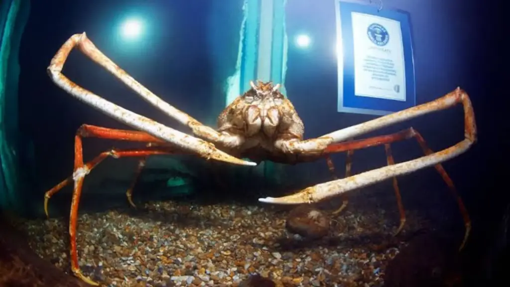 Caranguejo colossal de 3,11 metros escapa por pouco de virar comida em mercado japonês, entra para o Guinness com pernas de até 1,43 metro e se transforma em uma lenda viva entre os maiores crustáceos já mantidos em cativeiro