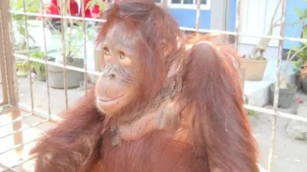 Orangotango passa anos com corrente pesada presa ao pescoço até metal abrir ferida profunda e infeccionada, enfrenta cinco anos de reabilitação e volta à floresta de Bornéu, onde reaparece livre e carregando a própria filhote
