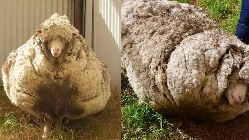 Ovelha com 41,1 kg de lã foi encontrada quase sem conseguir andar após anos desaparecida no mato da Austrália; veterinários temiam infecção, um campeão de tosquia foi chamado para retirar o velo grudado ao corpo e a massa acabou preservada como peça histórica em museu Ovelha com 41,1 kg de lã foi encontrada quase sem conseguir andar após anos desaparecida no mato da Austrália; veterinários temiam infecção, um campeão de tosquia foi chamado para retirar o velo grudado ao corpo e a massa acabou preservada como peça histórica em museu