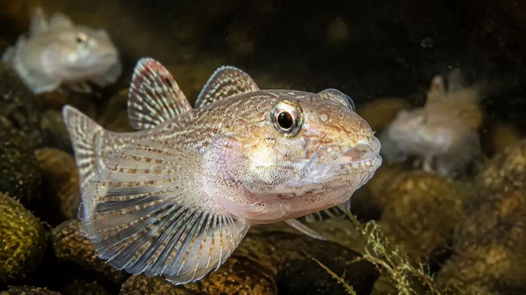 Bilhões de peixes invasores tomaram conta dos Estados Unidos – cientistas afirmam que ainda podemos impedir Bilhões de peixes invasores tomaram conta dos Estados Unidos – cientistas afirmam que ainda podemos impedir