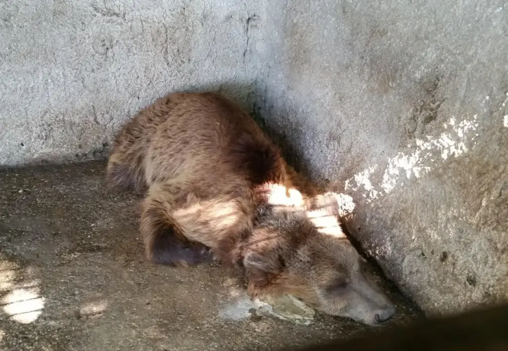 Urso acorrentado ainda filhote passa cinco anos com o ferro entrando na própria carne até quase não conseguir respirar, é resgatado desnutrido e à beira da morte, sobrevive a uma cirurgia e finalmente recomeça a vida em liberdade ao lado de outra ursa em um santuário
