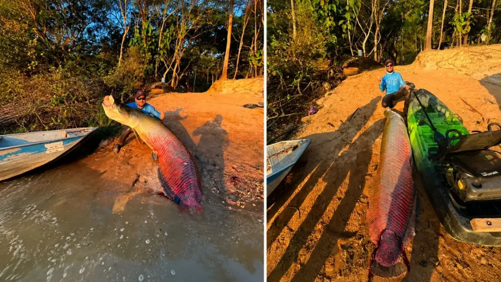 Pescador enfrenta quase uma hora de disputa após fisgar pirarucu estimado entre 170 e 200 quilos no Mato Grosso, vê o peixe puxar seu caiaque pela água e só consegue concluir a captura com ajuda de outras quatro pessoas, depois de viagem superior a 5 mil quilômetros