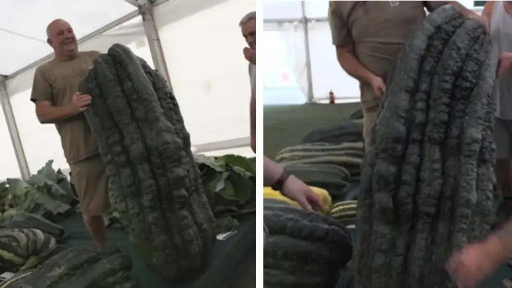 Produtor britânico mistura vísceras e cabeças de peixe à compostagem, cultiva uma abóbora gigante de 116,4 quilos e 1,57 metro de comprimento e acaba entrando para o Guinness ao superar em 22,7 quilos o antigo recorde mundial durante um campeonato nacional de vegetais gigantes realizado no Reino Unido Produtor britânico mistura vísceras e cabeças de peixe à compostagem, cultiva uma abóbora gigante de 116,4 quilos e 1,57 metro de comprimento e acaba entrando para o Guinness ao superar em 22,7 quilos o antigo recorde mundial durante um campeonato nacional de vegetais gigantes realizado no Reino Unido