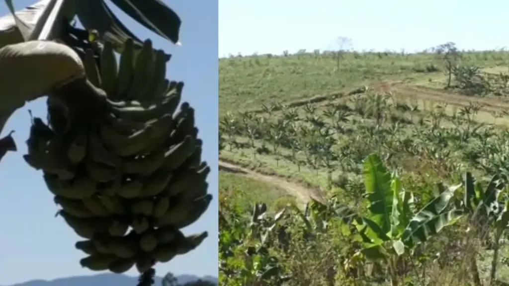 Produtor compra 50 hectares de pasto degradado no Vale do Paraíba e começa a substituir a antiga paisagem da pecuária por café em agrofloresta, mistura bananeiras, pitaia, avocado e árvores nativas e transforma a produção agrícola em fonte de renda para recuperar a Mata Atlântica