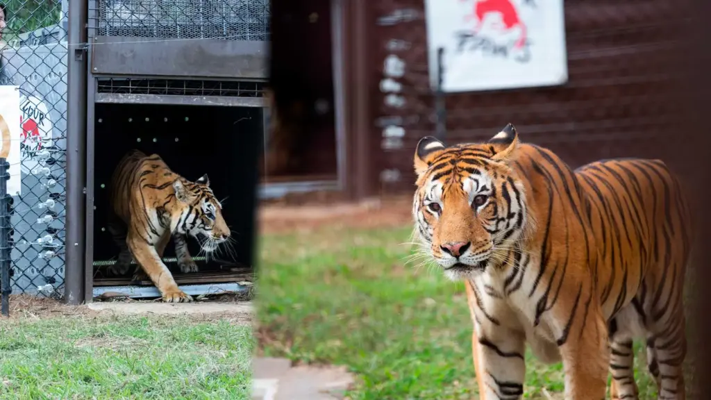 Abandonados por um circo na Argentina, tigres passaram mais de 15 anos presos dentro de um vagão de trem de 75 m², onde cresceram e formaram uma família até serem resgatados, enfrentarem uma viagem de mais de 70 horas entre estradas e aviões para pisar na grama pela primeira vez na África do Sul