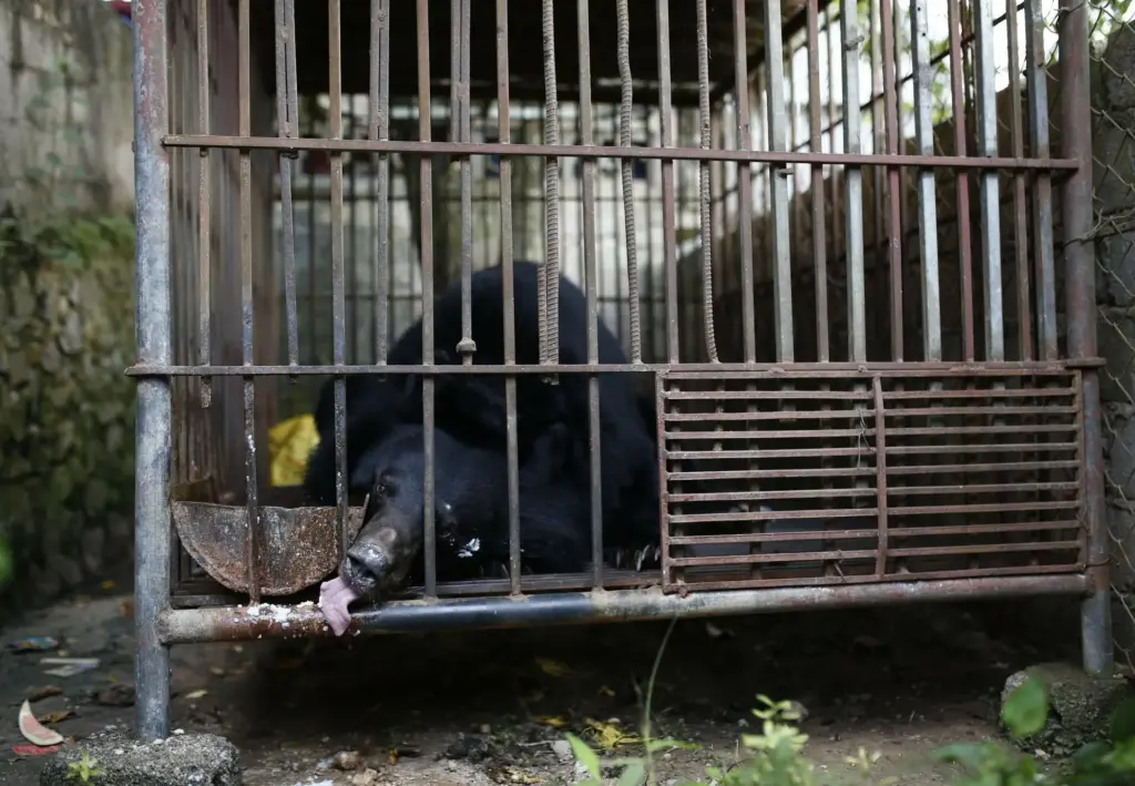 Depois de passar quase 30 anos numa gaiola de apenas 4 metros quadrados, urso Ben foi resgatado no Vietnã abaixo do peso, com dente quebrado e sinais de exploração para retirada de bile, e finalmente ganhou acesso a um santuário especializado Depois de passar quase 30 anos numa gaiola de apenas 4 metros quadrados, urso Ben foi resgatado no Vietnã abaixo do peso, com dente quebrado e sinais de exploração para retirada de bile, e finalmente ganhou acesso a um santuário especializado