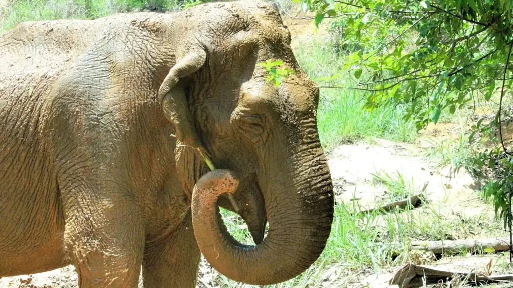 Retirada de um circo em 2012 e exposta ao frio num zoológico chileno, elefanta Ramba dependeu de uma vaquinha de R$ 250 mil, cruzou milhares de quilômetros numa caixa especial e finalmente chegou ao santuário brasileiro no fim da vida