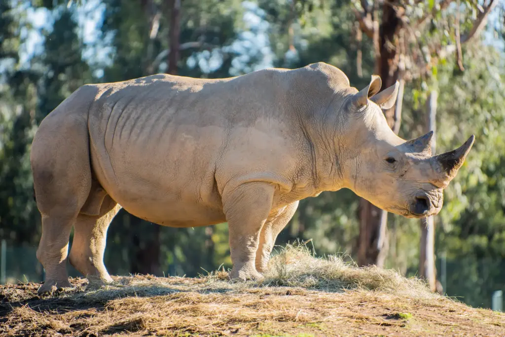 Colosso de 3,6 toneladas, 4,2 metros de comprimento e quase 1,9 metro de altura, rinoceronte-branco-do-sul carrega o peso de três carros populares em um único corpo e domina as savanas africanas como o maior rinoceronte vivo do planeta