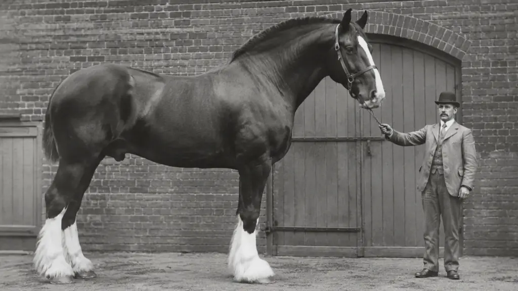 Com 2,19 metros de altura e impressionantes 1.524 kg, Sampson cresceu tanto que passou a ser chamado de Mammoth e entrou para a história como o maior e mais pesado cavalo já documentado no mundo, um gigante do século XIX que até hoje não teve seu recorde superado Com 2,19 metros de altura e impressionantes 1.524 kg, Sampson cresceu tanto que passou a ser chamado de Mammoth e entrou para a história como o maior e mais pesado cavalo já documentado no mundo, um gigante do século XIX que até hoje não teve seu recorde superado