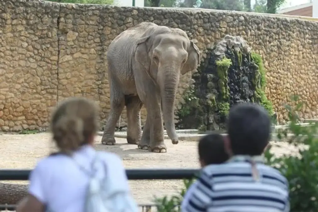 Separada da manada na Índia aos 3 anos, elefanta Flavia passou 43 anos sozinha num zoológico de Córdoba, na Espanha, ganhou o apelido de “elefanta mais triste do mundo” e morreu sem nunca ter voltado a viver com outros da espécie