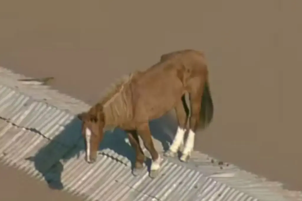 Símbolo da enchente que parou o Brasil, o cavalo Caramelo foi resgatado de um telhado em Canoas, adotado oficialmente pela universidade que o salvou e hoje vive livre no campus, onde ninguém pode montá-lo