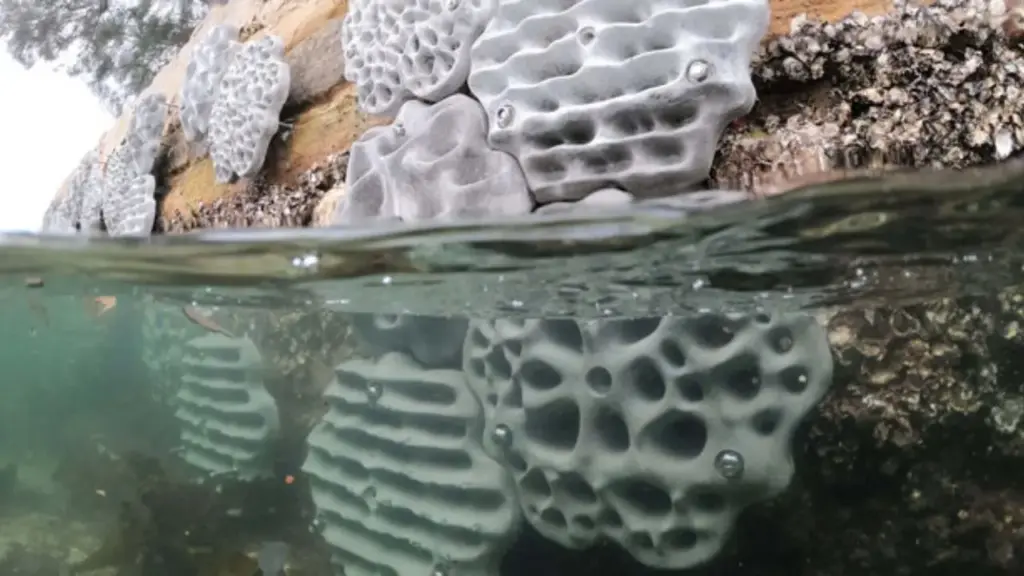 Sydney instalou painéis 3D que imitam piscinas naturais, fendas e raízes de mangue sobre paredões de concreto para recuperar a vida marinha e, após dois anos, viu mais de 100 espécies de invertebrados e algas colonizarem as estruturas, com trechos registrando até 3 vezes mais espécies e mais de 50 tipos de peixes
