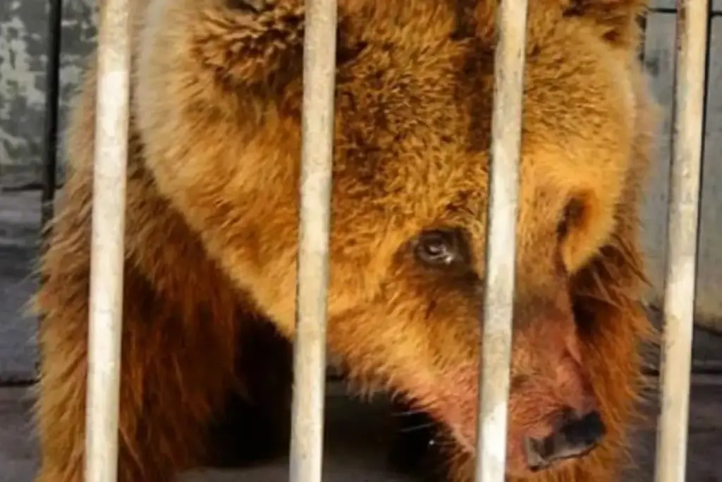 Traficada da Rússia ainda filhote e explorada por 20 anos num circo do Maranhão, a ursa Marsha derretia de calor num zoológico de Teresina comendo ração de cachorro, até um abaixo-assinado de 238 mil pessoas levá-la de avião a um santuário paulista, onde renasceu com o nome de Rowena