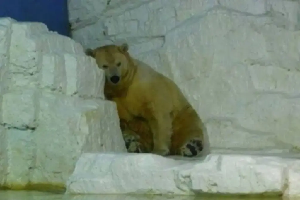 Trancado 23 anos numa jaula de concreto com piscina de 51 centímetros sob calor de 40 graus, Arturo, o último urso polar da Argentina, virou “o animal mais triste do mundo”, viu a Justiça negar a transferência para o Canadá pedida por milhões em campanha mundial e morreu aos 31 anos em Mendoza sem nunca ter pisado no gelo Trancado 23 anos numa jaula de concreto com piscina de 51 centímetros sob calor de 40 graus, Arturo, o último urso polar da Argentina, virou “o animal mais triste do mundo”, viu a Justiça negar a transferência para o Canadá pedida por milhões em campanha mundial e morreu aos 31 anos em Mendoza sem nunca ter pisado no gelo