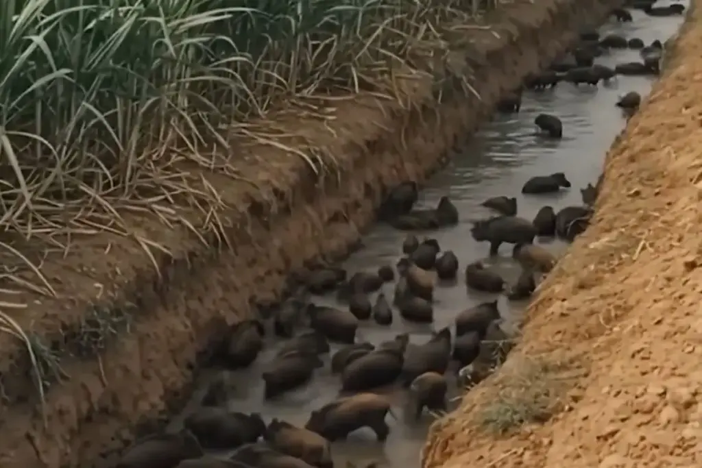 Uma armadilha simples está virando terror dos javalis, vala antes usada contra o roubo de gado agora é apresentada como barreira para bandos inteiros antes que ataques noturnos transformem plantações brasileiras em prejuízo durante poucas horas de invasão no campo