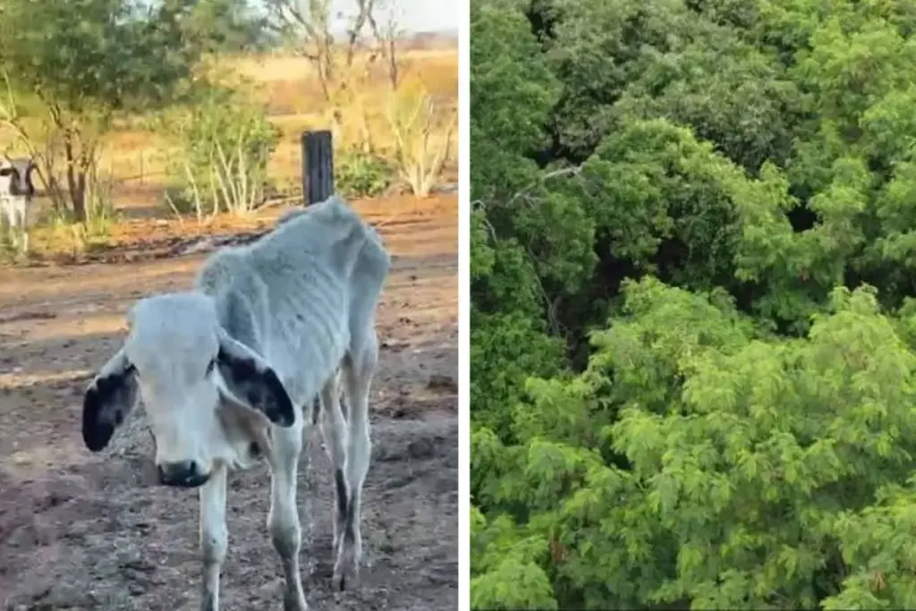 Árvore trazida do México nos anos 1970 para alimentar gado e recuperar área degradada virou praga e Campo Grande criou uma lei que institui plano para erradicá-la