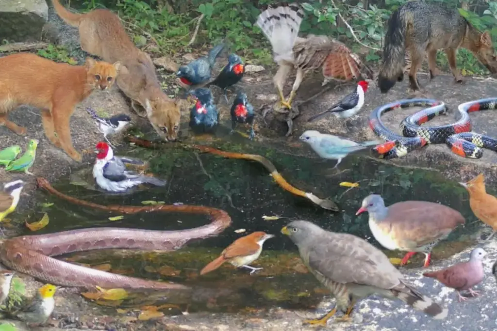 Uma fonte comum virou cenário de aparições inquietantes, serpentes surgem repetidamente no local e cada novo registro aumenta a curiosidade sobre o motivo de tantos animais passarem exatamente por ali na Caatinga, onde encontrar água muda a rotina da fauna
