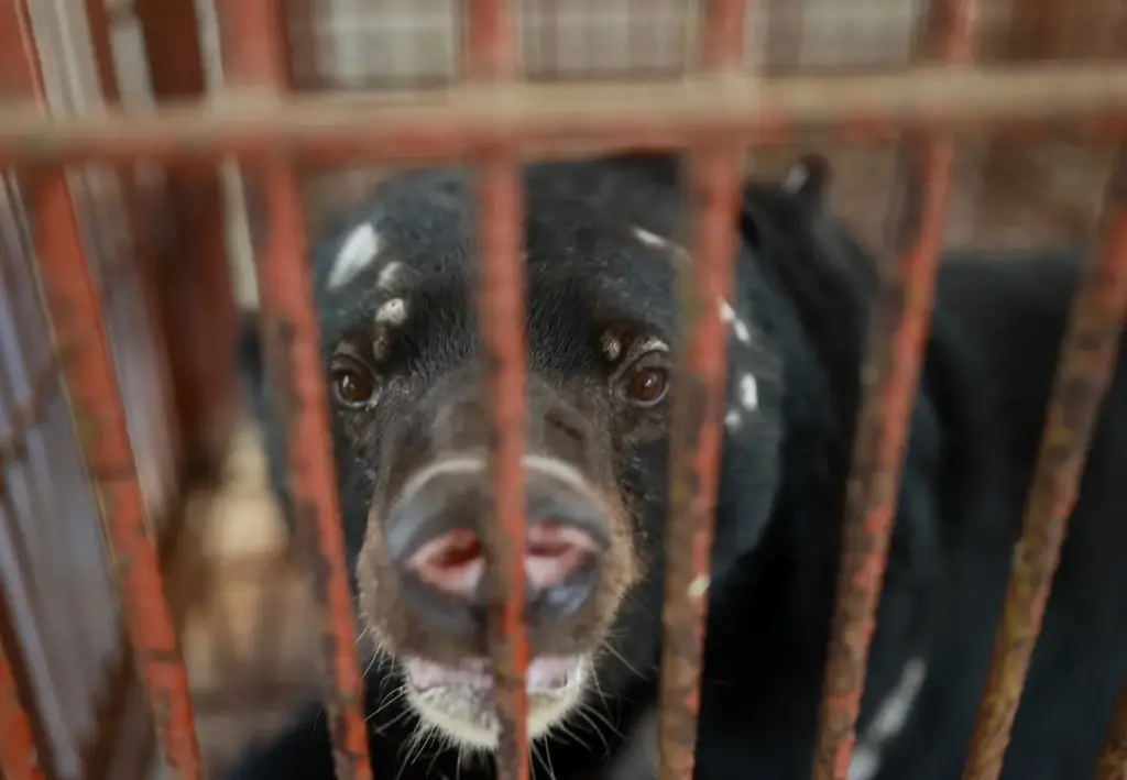 Depois de passar quase 20 anos preso em uma jaula de metal pouco maior que o próprio corpo e ter bile extraída repetidamente, urso Chinh enfrentou dois dias de viagem e deixou a última fazenda do tipo em sua província para recomeçar a vida em um santuário com piscinas, árvores e grandes áreas naturais