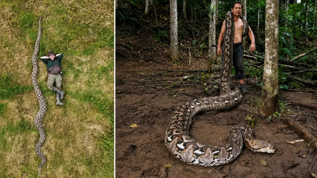 Com quase 8 metros de comprimento, 158,8 kg e um corpo tão gigantesco que cerca de 15 pessoas são necessárias para sustentá-lo, Medusa entrou para o Guinness e virou uma lenda viva como a cobra mais longa já registrada em cativeiro