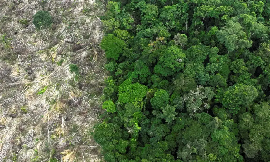 Acre aparece entre estados com áreas protegidas mais pressionadas pelo desmatamento na Amazônia Acre aparece entre estados com áreas protegidas mais pressionadas pelo desmatamento na Amazônia