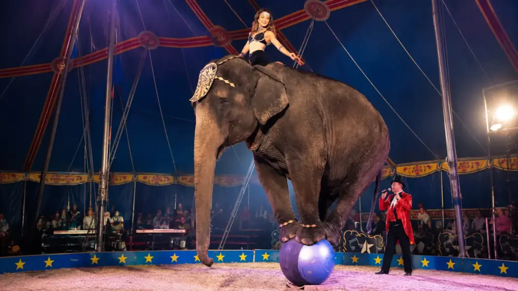 Depois de passar mais de 50 anos em circos desde a infância, elefanta de 56 anos continua fazendo apresentações e passeios enquanto campanha tenta levá-la definitivamente para um santuário Depois de passar mais de 50 anos em circos desde a infância, elefanta de 56 anos continua fazendo apresentações e passeios enquanto campanha tenta levá-la definitivamente para um santuário