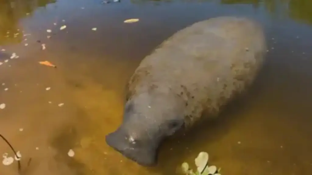 Após sobreviver a 34 atropelamentos, peixe-boi Astro, celebridade de 468 kg, ganha proteção da Justiça, que impõe fiscalização, gaiolas nas hélices e regras contra assédio de turistas