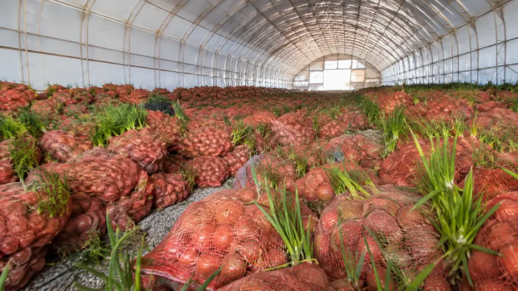 Fazendeiro armazena cebolas na esperança de que os preços subissem, mas na hora de vender, encontra a produção brotando