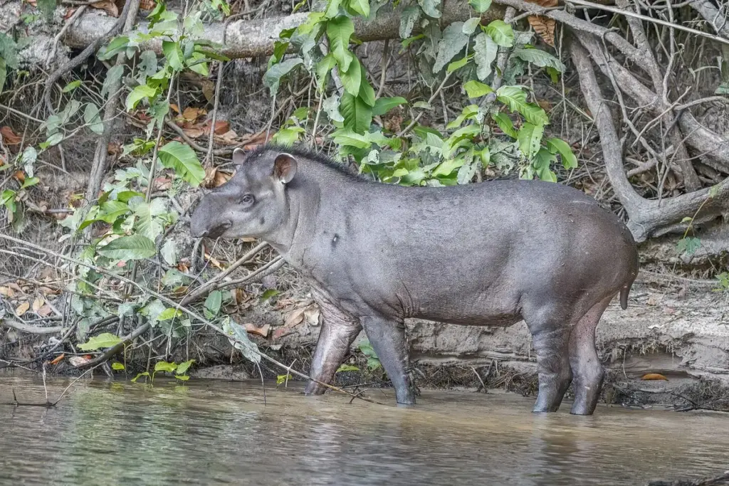 Dada como extinta na Caatinga desde 2012, a anta reaparece em três expedições seguidas no norte de Minas, no oeste da Bahia e no sul do Piauí, e pesquisadores do IPÊ documentam quatro populações vivas do maior mamífero terrestre do Brasil onde ninguém mais esperava encontrar uma