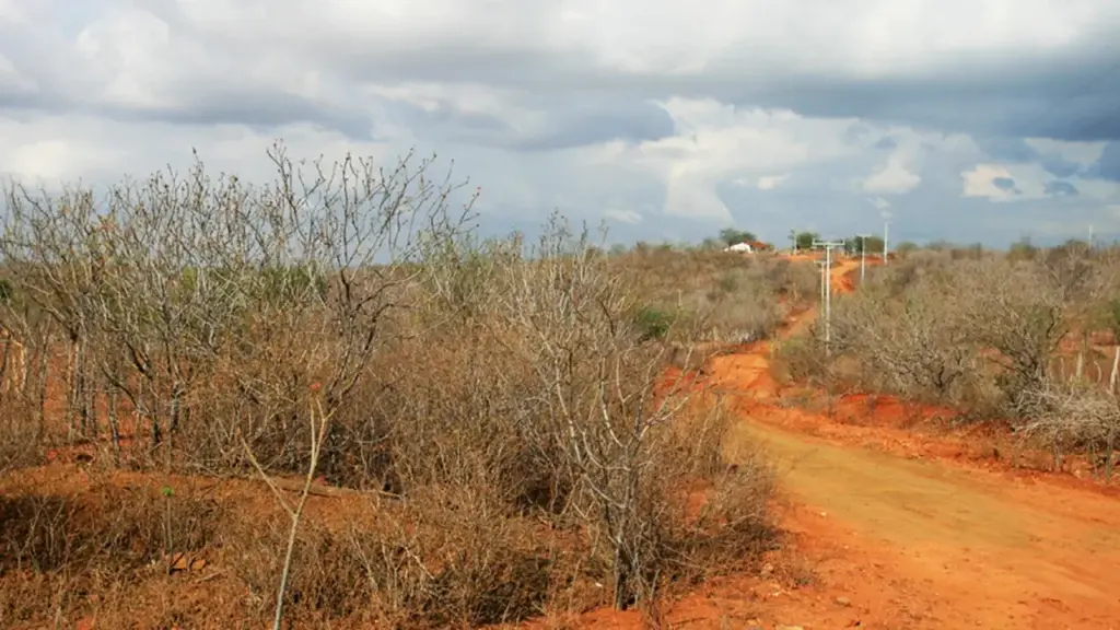 Contrariando o pai, ele derrubou aos 20 anos quase toda a mata dos 18 hectares da família apostando em lucro rápido, assistiu a uma cheia do rio arrastar parte do terreno desprotegido e, desde 2011, replanta pau-branco, ipê e sabiá até ver a fauna silvestre retornar e a água voltar a aparecer, hoje com 68 anos