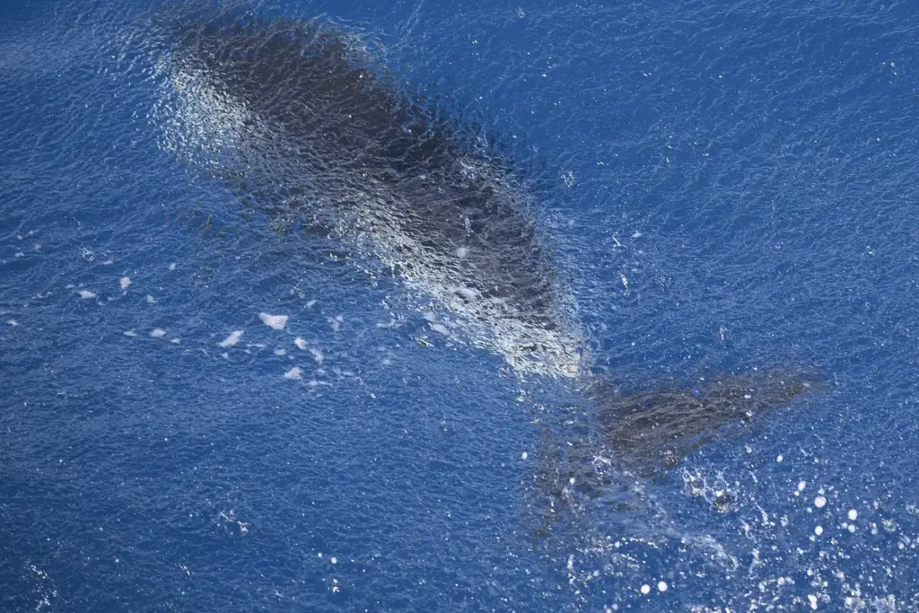 “Os salva-vidas foram os que pegaram e levaram para dentro”: o golfinho de águas subantárticas que apareceu numa das praias mais movimentadas do litoral argentino e fez os banhistas pensarem que era um filhote de orca perdido “Os salva-vidas foram os que pegaram e levaram para dentro”: o golfinho de águas subantárticas que apareceu numa das praias mais movimentadas do litoral argentino e fez os banhistas pensarem que era um filhote de orca perdido