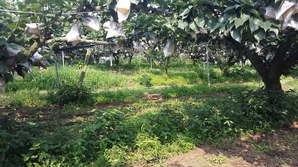 Vale do São Francisco testa pera, maçã, caqui e cacau com irrigação, alcança até 60 toneladas por hectare e desafia a ideia de que frutas de clima temperado não podem prosperar no semiárido