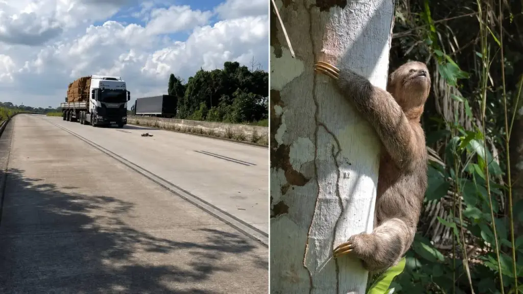 Após atrasar a viagem em duas horas, biólogo encontra dois bichos-preguiça na BR-101, evita atropelamentos em Alagoas e devolve os animais à mata em pontos diferentes da rodovia Após atrasar a viagem em duas horas, biólogo encontra dois bichos-preguiça na BR-101, evita atropelamentos em Alagoas e devolve os animais à mata em pontos diferentes da rodovia
