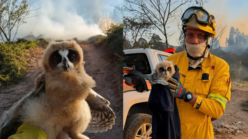 Durante incêndio na divisa entre Jundiaí e Várzea Paulista, agentes encontram dois filhotes de coruja-orelhuda vivos na mata e correm para garantir atendimento veterinário Durante incêndio na divisa entre Jundiaí e Várzea Paulista, agentes encontram dois filhotes de coruja-orelhuda vivos na mata e correm para garantir atendimento veterinário