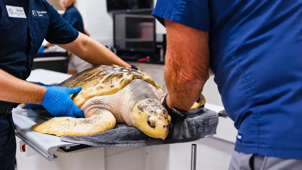 Depois de ser encontrado quase morto a 8 mil quilômetros de casa, filhote de tartaruga marinha ganha 20 quilos, cruza o Atlântico de helicóptero e avião e recebe cuidados especializados para voltar ao Golfo do México