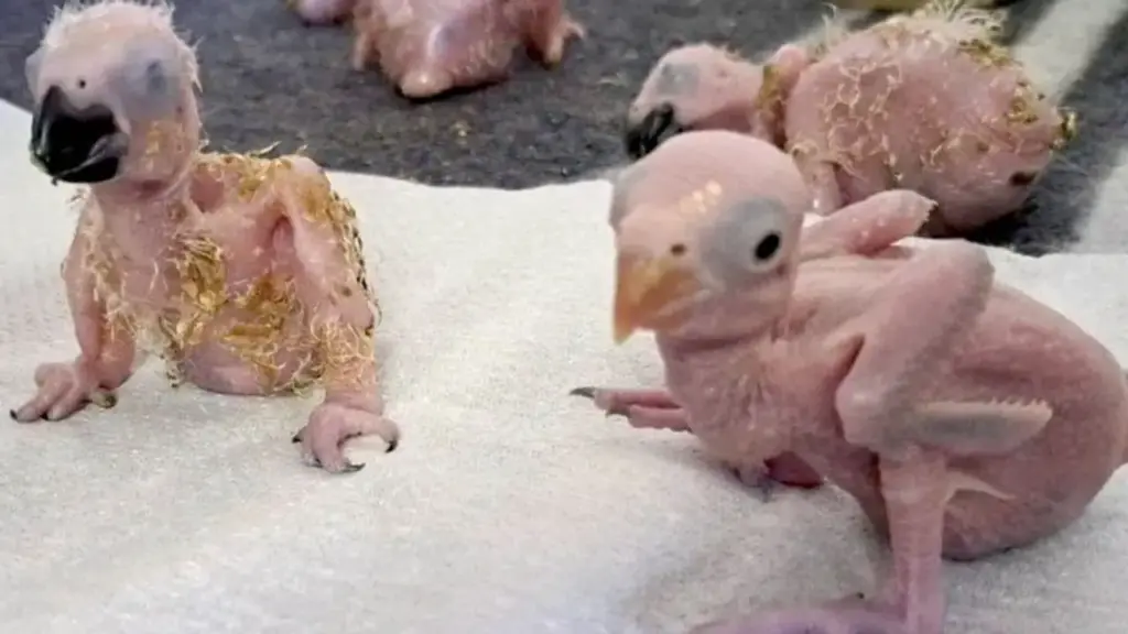 Dois passageiros são presos com 468 ovos de papagaio escondidos em incubadoras improvisadas no aeroporto, e vários filhotes já nasceram sob cuidados veterinários Dois passageiros são presos com 468 ovos de papagaio escondidos em incubadoras improvisadas no aeroporto, e vários filhotes já nasceram sob cuidados veterinários